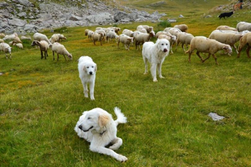 Dans le cadre du plan national d'actions sur le loup et les activités d'élevage, un traitement de données à caractère personnel dénommé « base de données relative aux chiens de protection des troupeaux » vient d’être créé. Pour quelles finalités ?