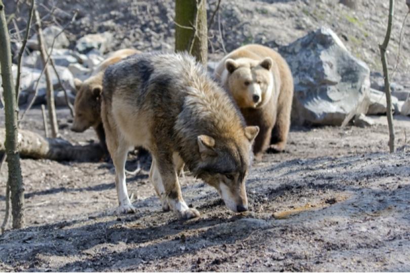 Protéger le loup